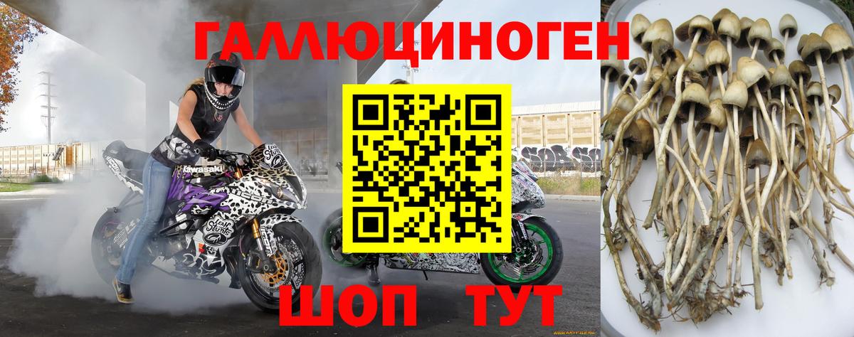 купить наркотики сайты  Вход с VPN  Борзя  Галлюциногенные грибы Psilocybe  Галлюциногенные грибы мицелий 